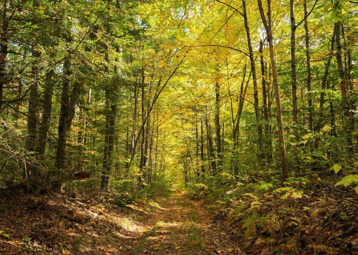 Leśne szlaki w okolicy ośrodka Ambrowil Lidzbark